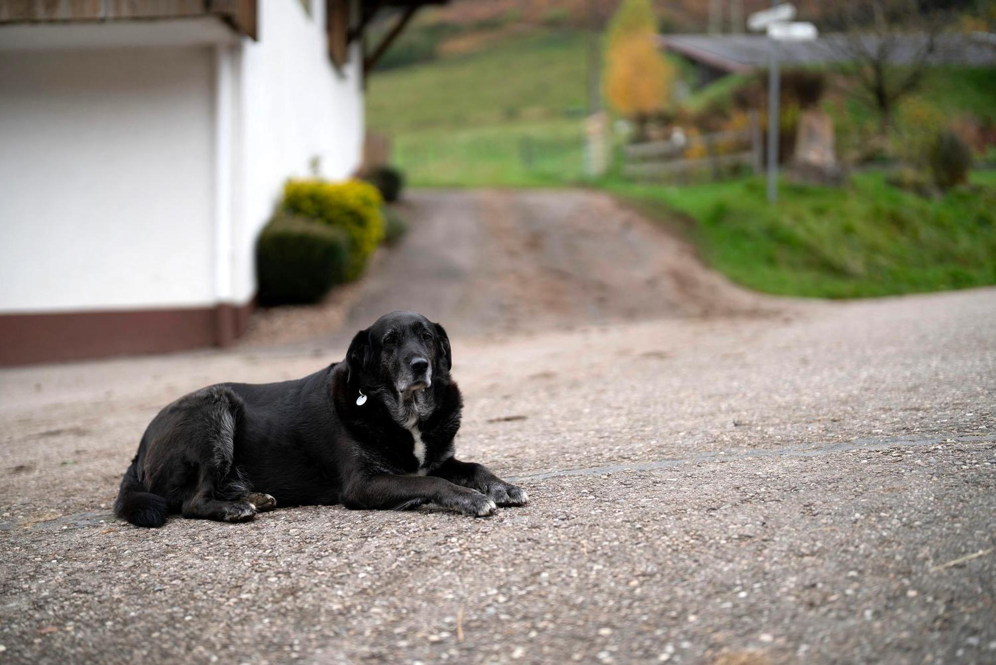 Oberprechtal Grundhofヴィラ エクステリア 写真